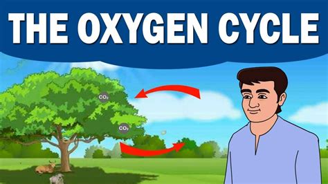 10 Intriguing Facts About Oxygen Cycle