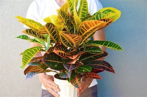 Colorful House Plant Jacquelynellis