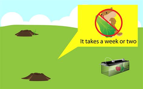 4 Ways To Get Rid Of Groundhogs Wikihow