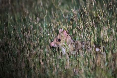 Eastern Quoll In Tall Grass Sean Crane Photography