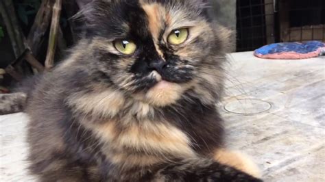 Persian Cat Cutest Cat In The World Pregnant Cat Youtube