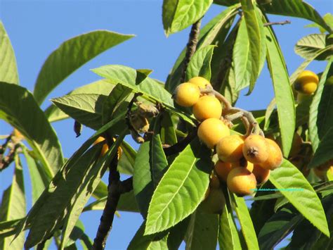 Debbis Front Porch Loquat Trees