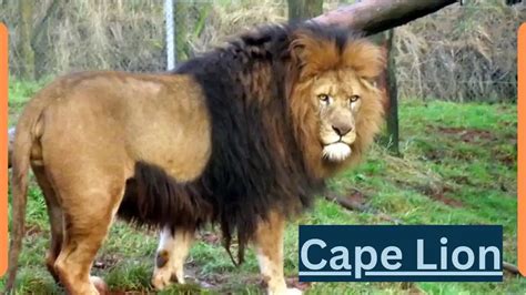 Cape Lion Classification Appearance Habitat And Facts