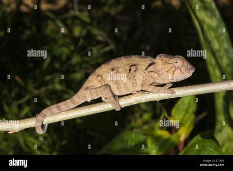 Baby Oustalets Or Malagasy Giant Chameleon Furcifer Oustaleti