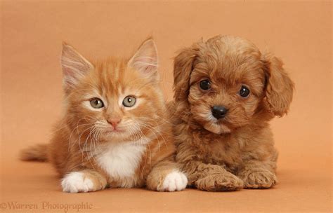 Cute Cat And Puppy Dog Together Kittens And Puppies Kittens Cutest