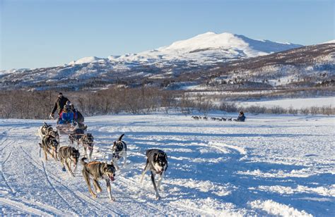 Adrenaline Dog Sledding Abisko National Park Swedish Lapland
