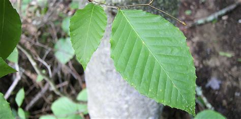 Trees Of The Adirondacks American Beech Fagus Grandifolia