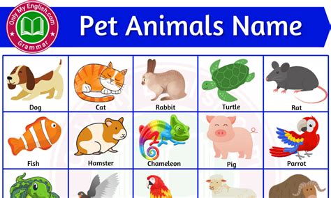 20 Pet Animals Name In English With Images