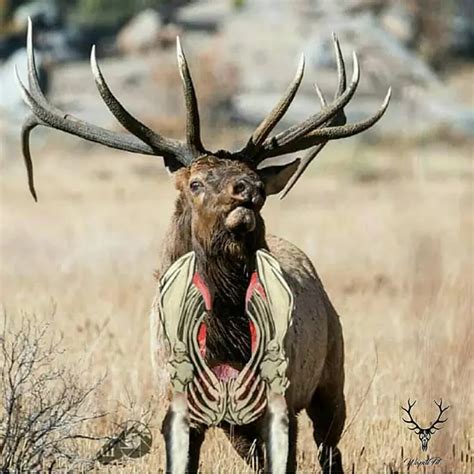 Archery Shot Placement For Elk Elkbros Com
