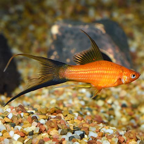Red Lyretail Swordtail Tropical Fish For Freshwater Aquariums