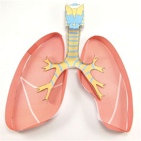 Lungs 3 D Model Making Kit Life Science Eai Education