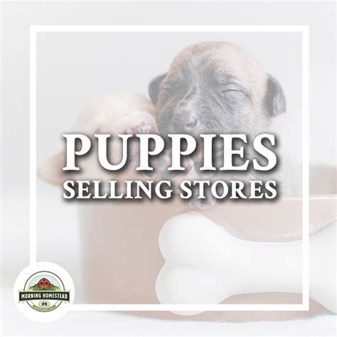 First, be sure to ask to visit the breeder where the parents of the the starting price for a purebred shepherd is around $3k and can go all the way up to $24k. Pet Stores That Sell Puppies Near Me! Pet Care ideas, Pet Care photography, healthy Pet Care ...