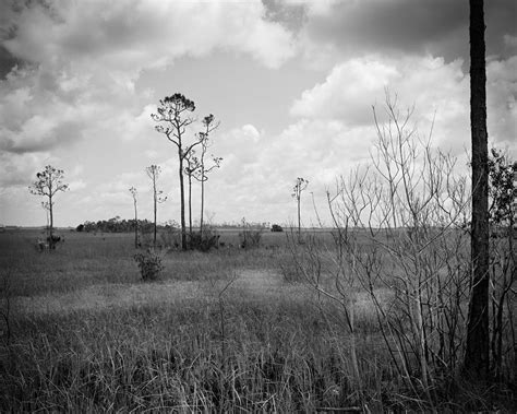 Pine Trees Prairie 1 Everglades Photograph By Rudy Umans Fine Art