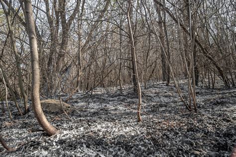 Hutan Terbakar Setelah Kebakaran Hutan Foto Stok Unduh Gambar