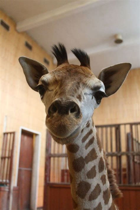 +48 690 88 04 04. ZOO Warszawa ma nowego lokatora. W ogrodzie przyszła na ...