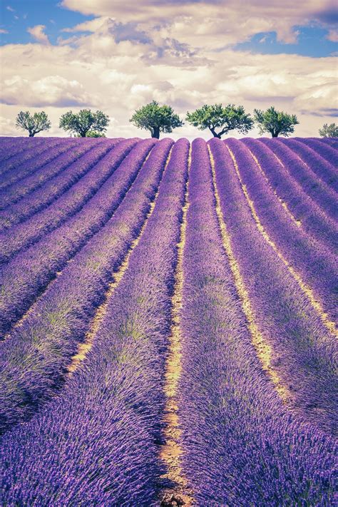 Lavender Field With Trees Lavender Field With Trees In Provence At