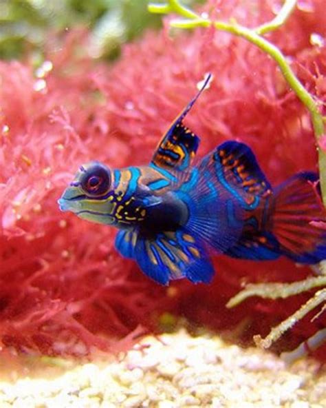 300 Funny And Clever Fish Names Pethelpful By Fellow Animal Lovers