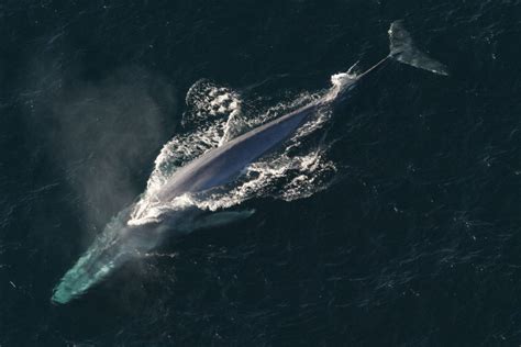 Off The Oregon Coast Blue Whales Are Singing Deeper Portland Monthly