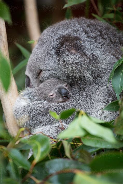 Mother Koala Cuddling Her Baby By Stocksy Contributor Ruth Black
