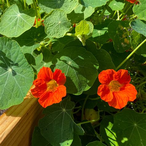 Oost - Indische kers zaaien en kweken