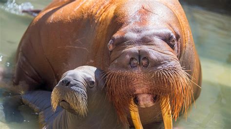 Cute Walruses Rwalrus