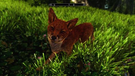 Realistic Red Fox Texture Mod At Skyrim Nexus Mods And