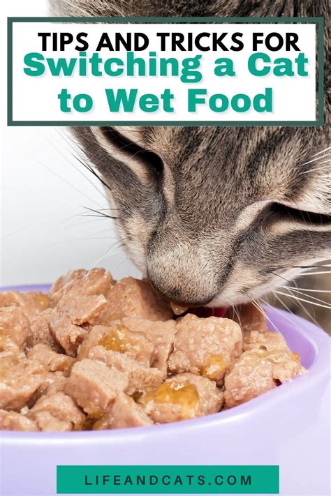 Help My Cat Wont Eat Wet Food Life And Cats Upset Stomach Food