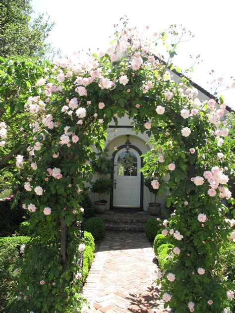 I Adore Cecil Breuner Climbing Rose Bushes And The Smell Is Divine