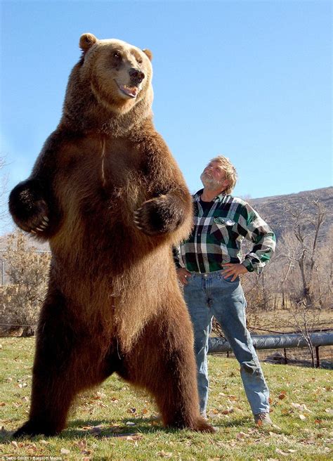 Kodiak Bear Rhumanforscale