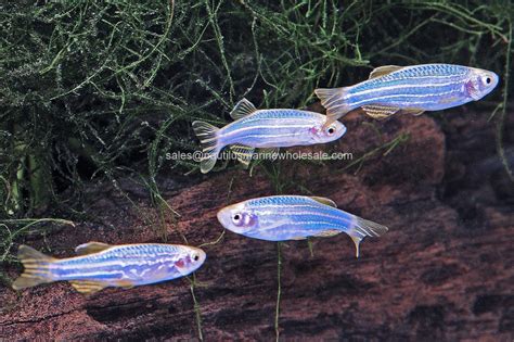 Nautilus Wholesale Glofish Danio Cosmic Blue Danio Scientific Name