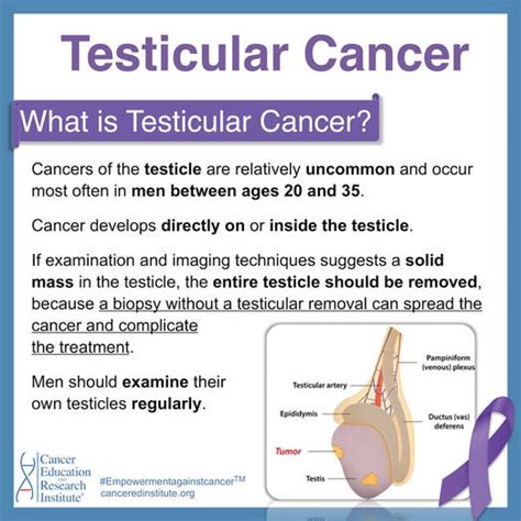 Testicular Cancer Cancer Education And Research Institute