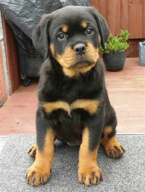 The rottweiler's coat is straight, coarse, dense, medium in length, and lies flat. Find Out How Much Is A Baby Rottweiler | PETSIDI