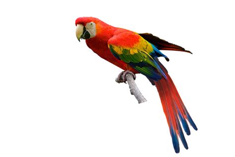 Download Bird Parrot Ornithology Royalty Free Stock Illustration Image