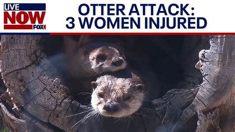 Otter Attack