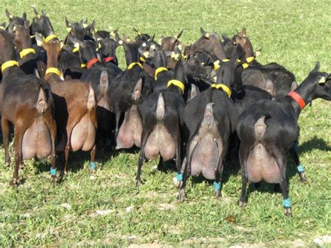 Check spelling or type a new query. 🤑 Goat Farming Business Plan | Profit | Basics And ...