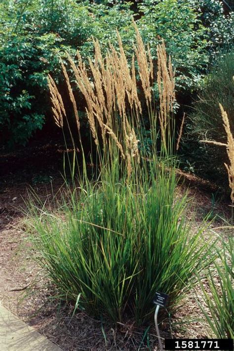 Feather Reed Grass Calamagrostis X Acutiflora Cyperales Poaceae