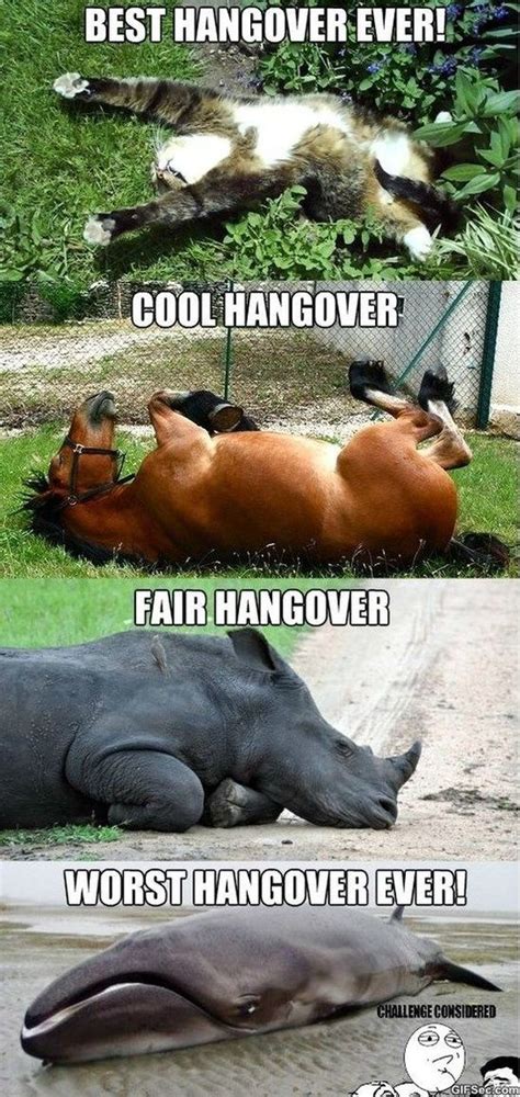 Hangover Memes Funny Hang Over Pics