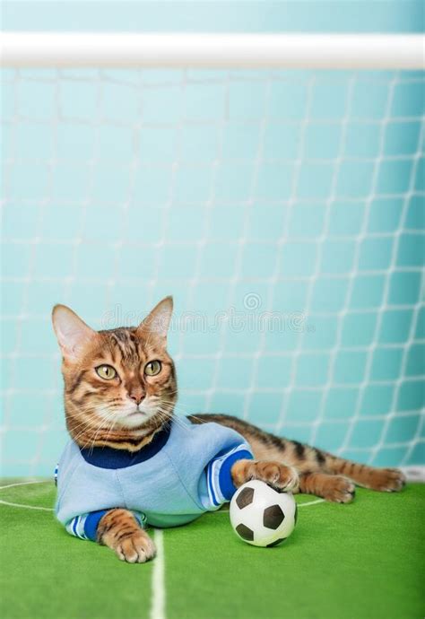 Bengal Cat With A Soccer Ball Sits On The Soccer Field Near The Gate