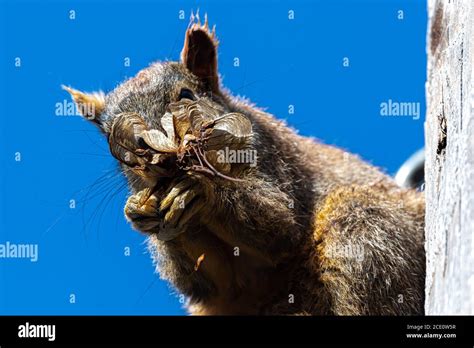 Eastern Fox Squirrel Sciurus Niger Eating Seeds Stock Photo Alamy
