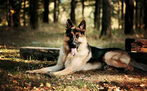 German Shepherd Awesome Hd Wallpapers And Backgrounds All