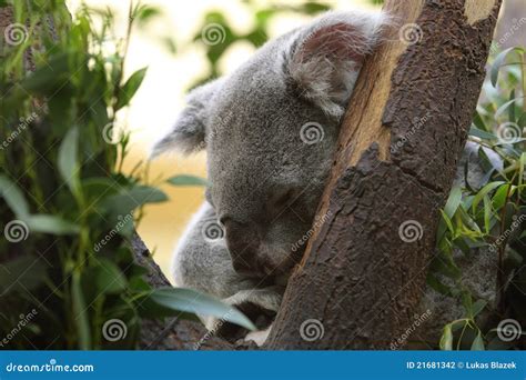 Sleeping Koala Stock Photo Image Of Nature Phascolarctos 21681342