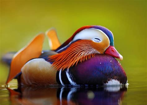 Meet The Mandarin Duck The Worlds Most Beautiful Bird Pics