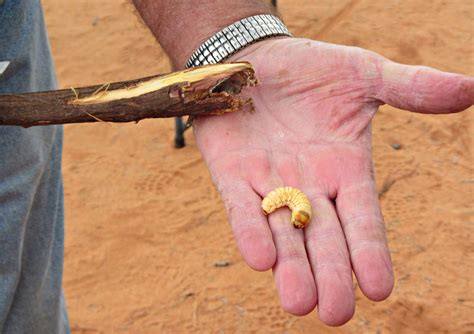 Spotlight On Witchetty Grub An Australian Bush Tucker Food