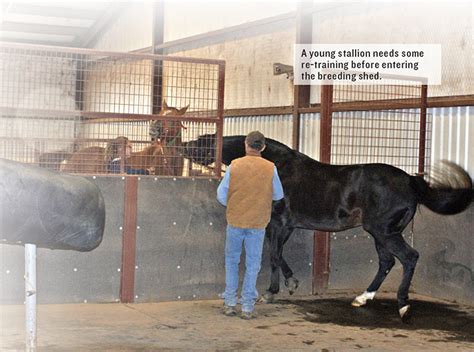 Preparing The Young Stallion For Breeding Speedhorse Magazine Your