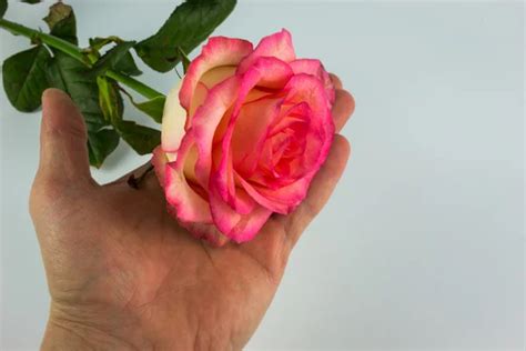 Mans Hand Gives The Rose Love Tenderness Stock Image Everypixel