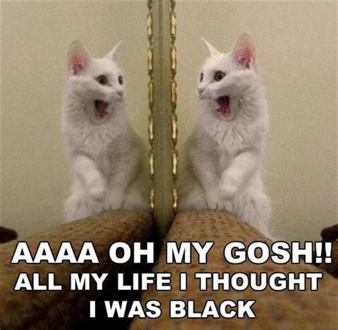 Funny White Cat Looking In Mirror Dump A Day