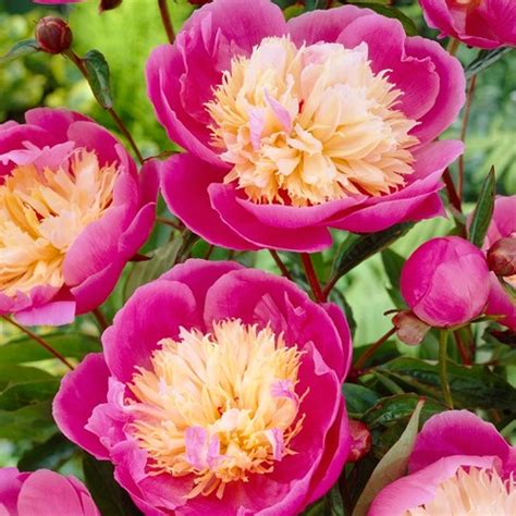 Peony features growing advice for one of the most beautiful and popular flowering plants. Peonies Bowl Of Beauty Set Of 3 Roots - Pink/Yellow - Van ...