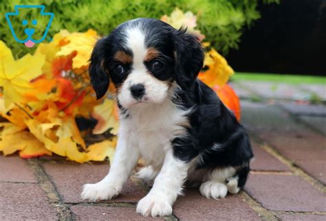 All our beautiful puppies are come from our professional. Baby | Cavalier King Charles Spaniel Puppy For Sale ...