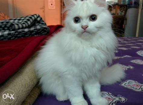Cat price list philippines | cartimar pet shops (2020). Persian Cat Price In Pakistan Olx - Cat's Blog
