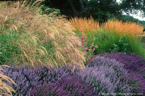 Garden Photographer Saxon Holt Explains The Summer Dry Garden Meadow